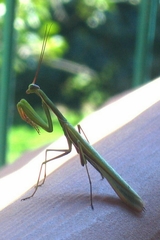 Mantis religiosa