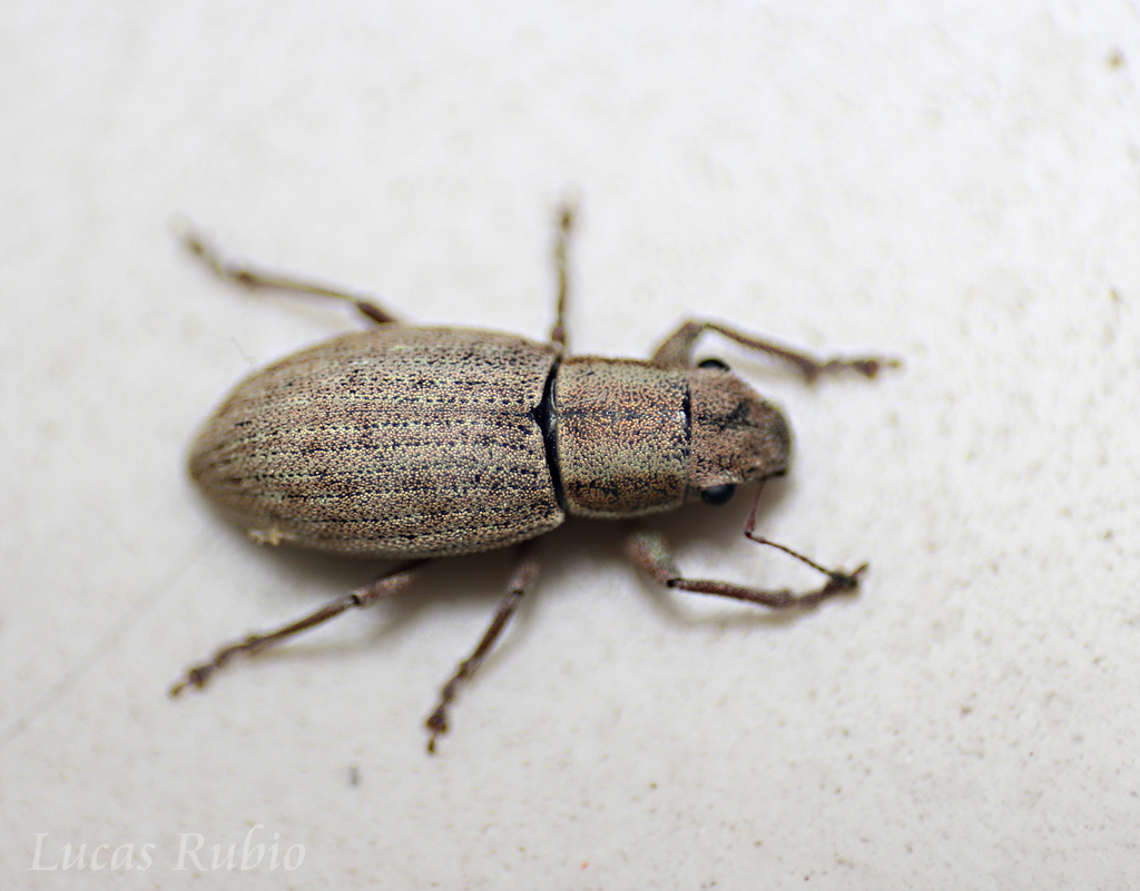 Aramigus tessellatus