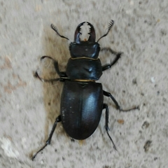 Lucanus tetraodon