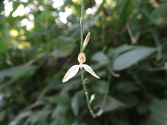 Carlowrightia arizonica