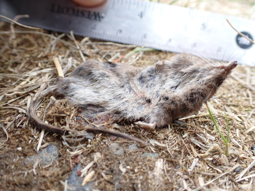 Vagrant Shrew