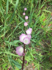 Sidalcea sparsifolia