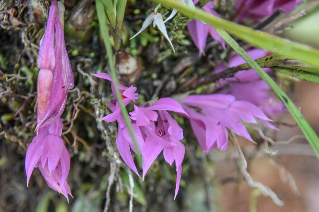Dendrobium violaceum