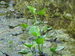 Echinodorus berteroi