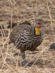Pternistis leucoscepus