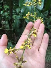 Oncidium bracteatum