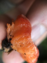 Aurantiporus pulcherrimus