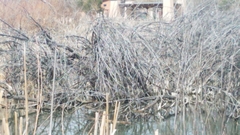 Nycticorax nycticorax