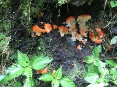 Aurantiporus pulcherrimus