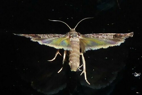 Codling moth