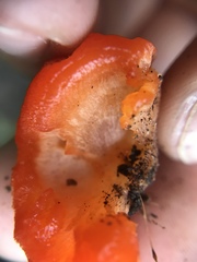 Aurantiporus pulcherrimus