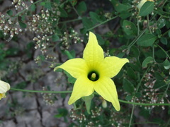 Schizocarpum palmeri