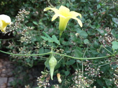Schizocarpum palmeri