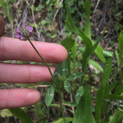 Trifolium ciliolatum