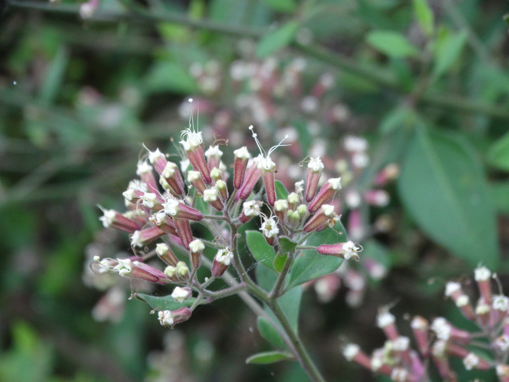 Salpianthus macrodontus