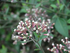 Salpianthus macrodontus