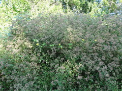 Salpianthus macrodontus