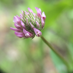 Trifolium ciliolatum