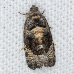 Asthenoptycha