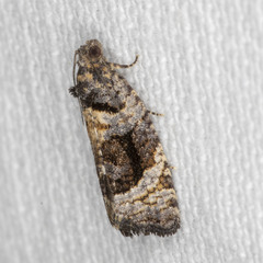 Asthenoptycha