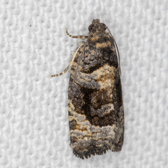 Asthenoptycha