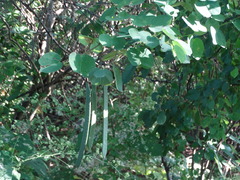 Bauhinia pauletia