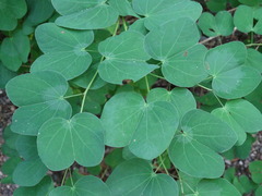 Bauhinia pauletia