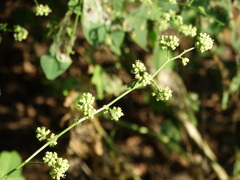 Salpianthus purpurascens