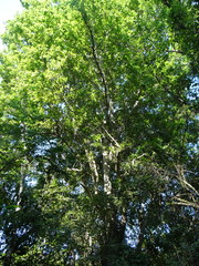 Maclura tinctoria