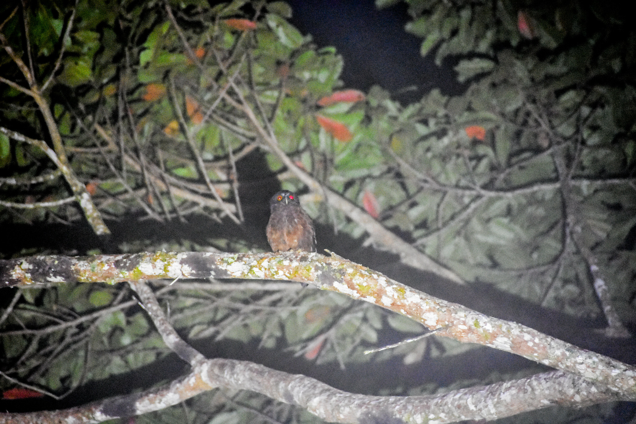 Papuan Boobook (Ninox theomacha), photo 2