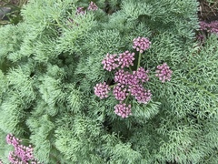 Lomatium columbianum