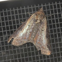 Lophoptera vittigera