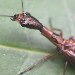 Raphidiidae