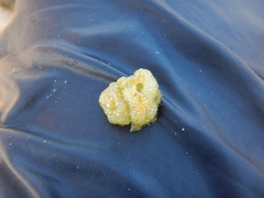 Dictyosphaeria cavernosa