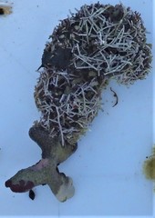 Tricleocarpa fragilis