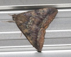 Oxyodes tricolor