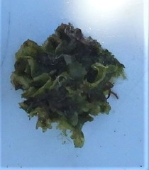 Lobophora variegata