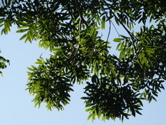 Thouinidium decandrum