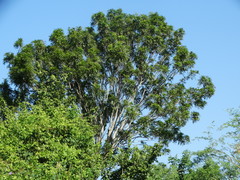 Thouinidium decandrum