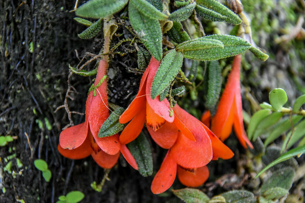 Dendrobium cuthbertsonii