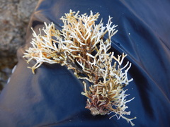 Tricleocarpa fragilis