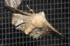 Canaea hyalospila