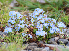 Myosotis rehsteineri