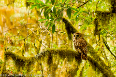 Strix fulvescens