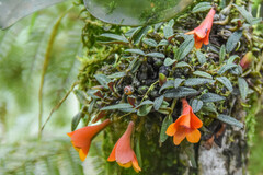 Dendrobium cuthbertsonii, photograph (c) Jay Pruett, some rights reserved (CC BY)
