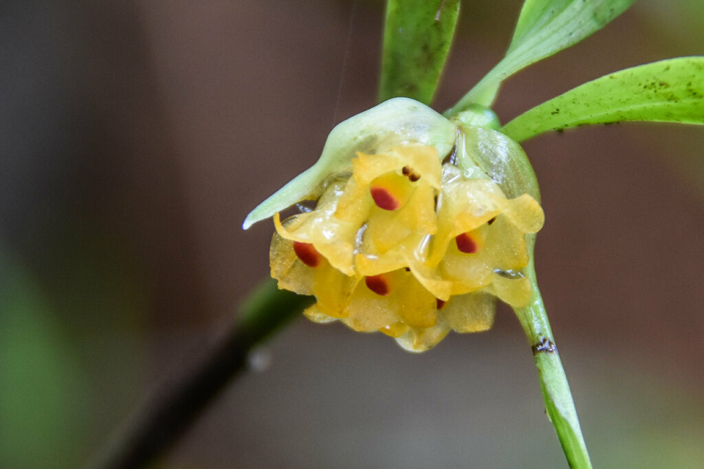 Glomera aurea