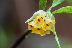Glomera aurea