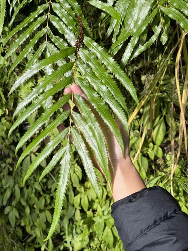 Plenasium banksiifolium (Plenasium banksiifolium)