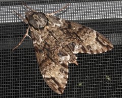 Psilogramma menephron