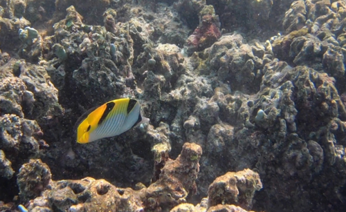 Saddleback Butterflyfish — seen at this dive site